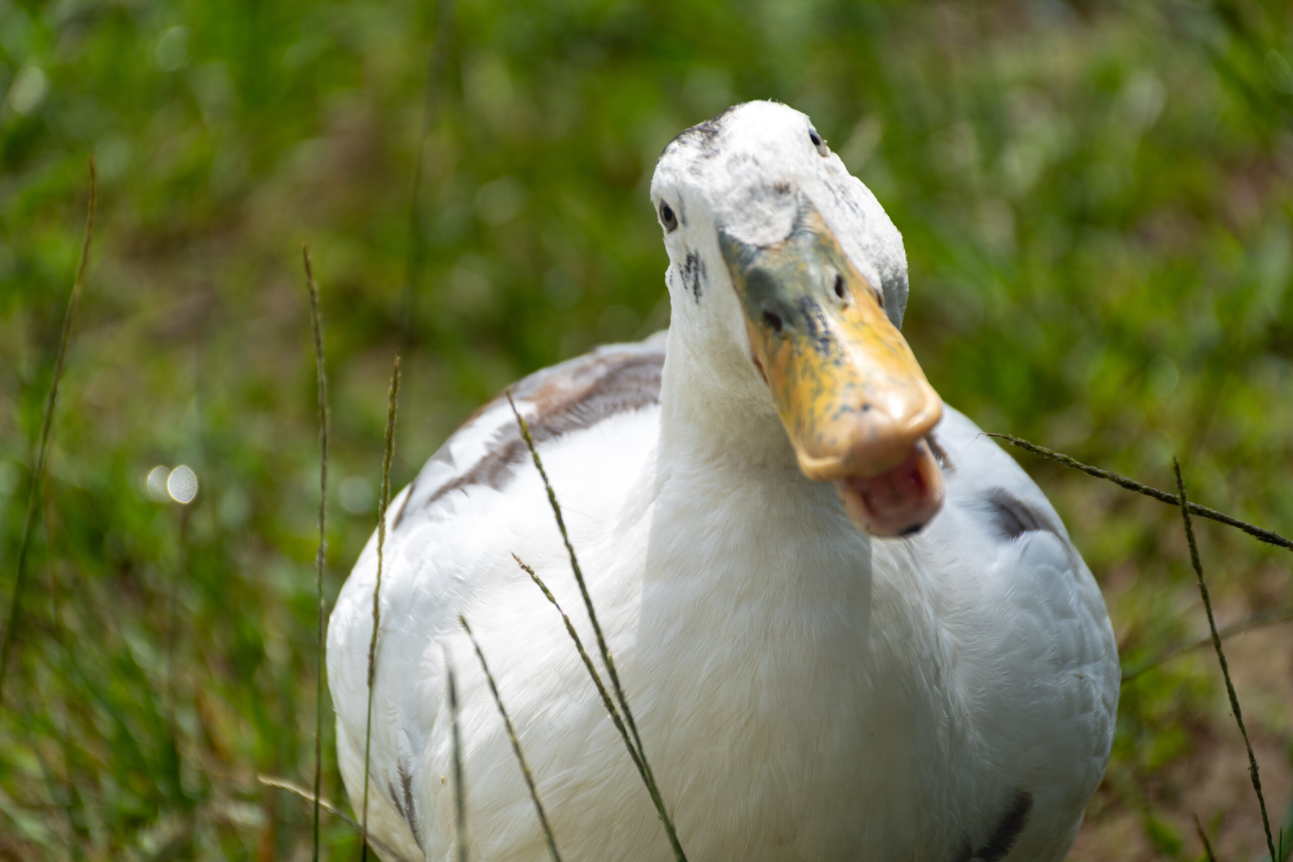 Duck with Head Turned Curiously