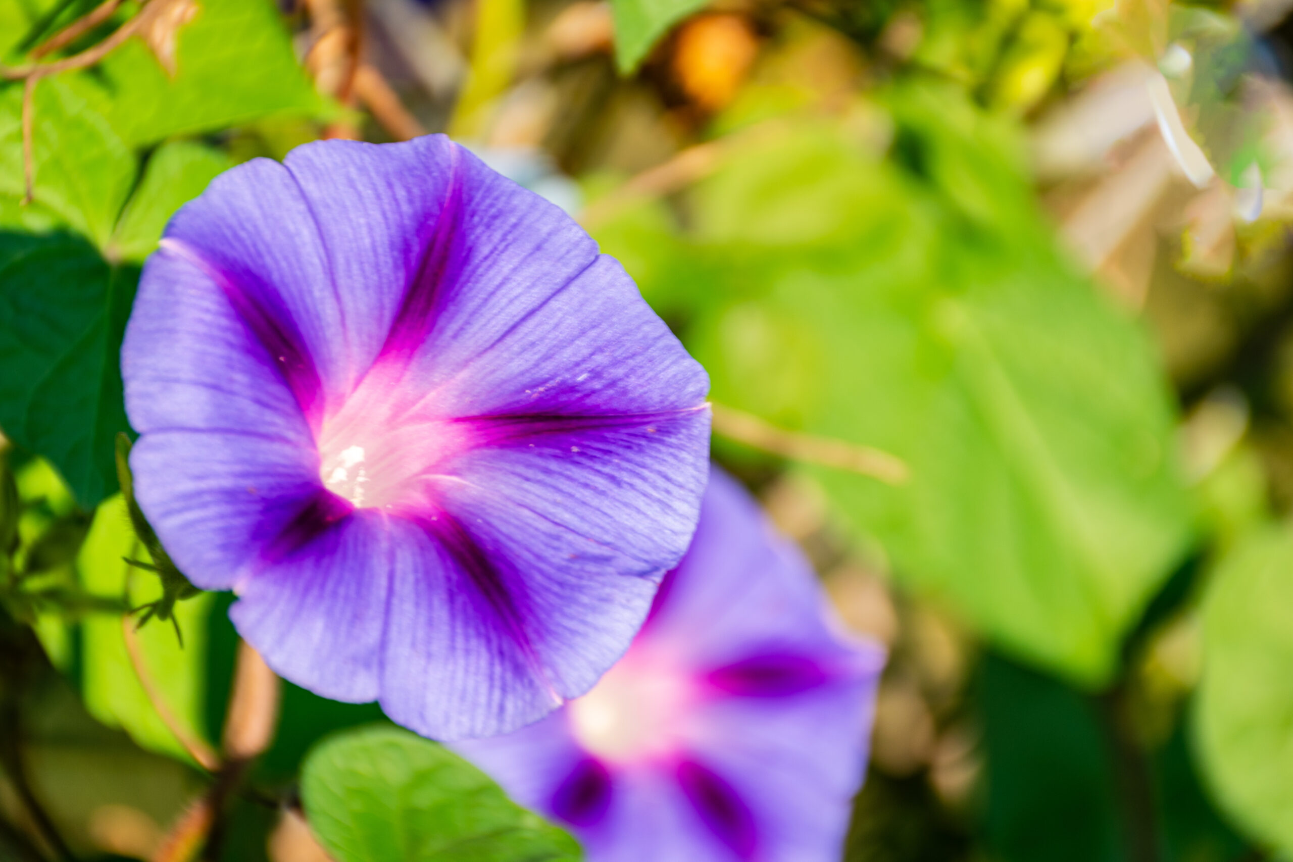 Purple Morning Glories