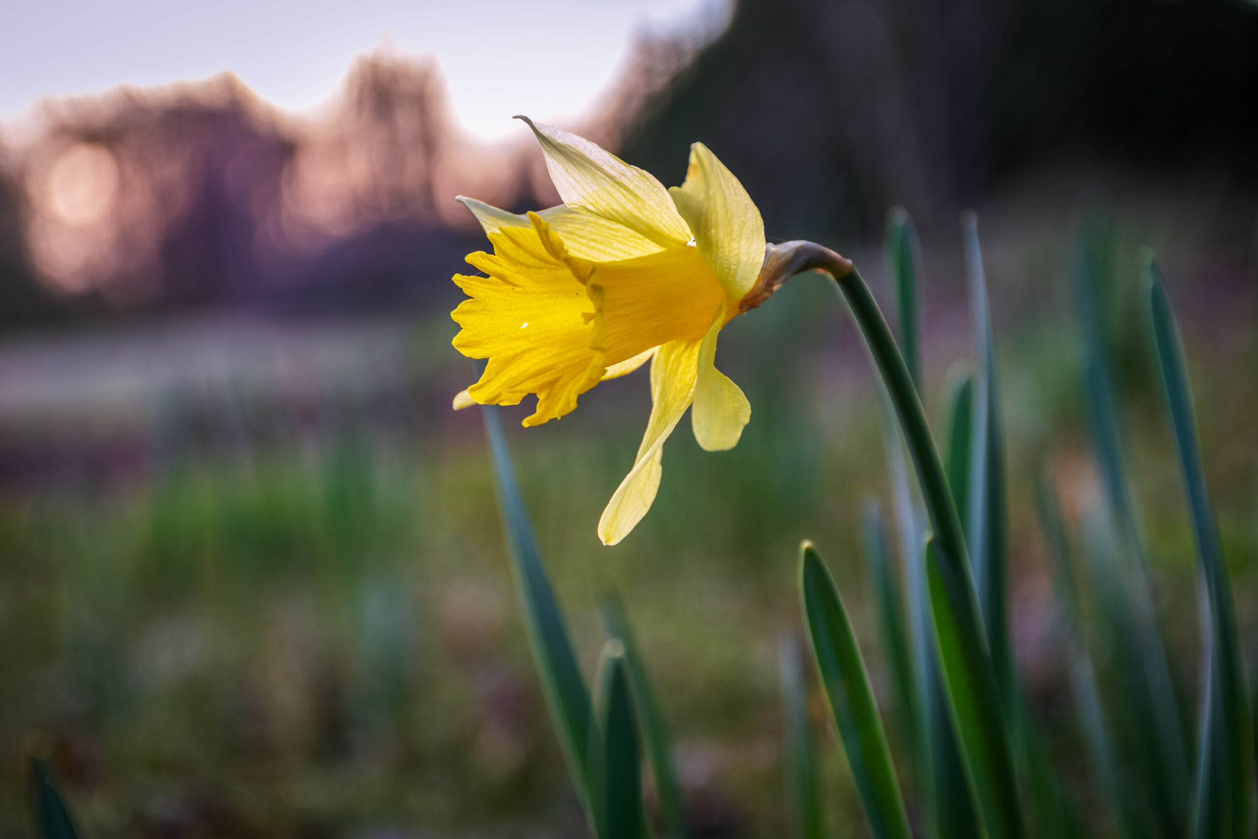 Tulip at Sunrise