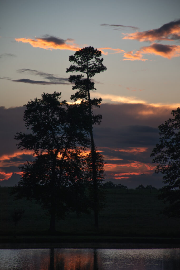 Vertical Sunset
