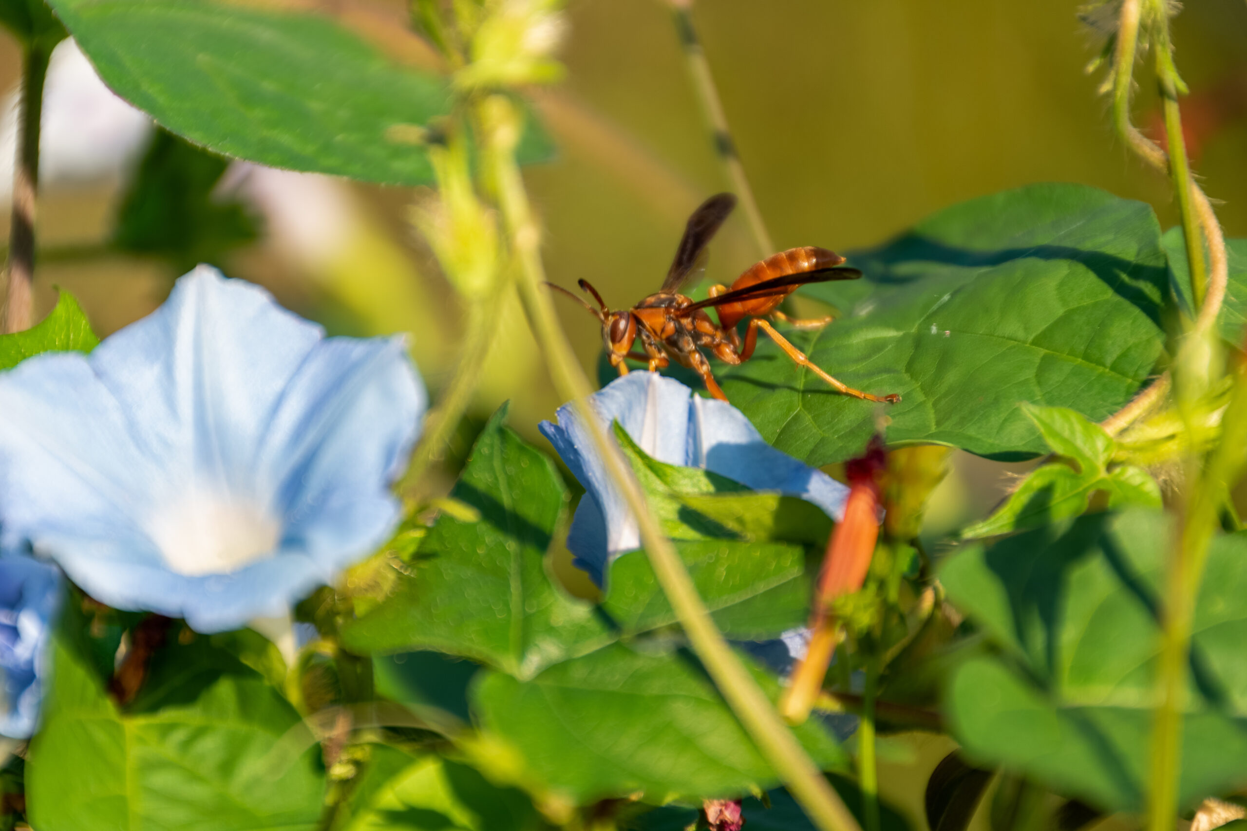 Wasp