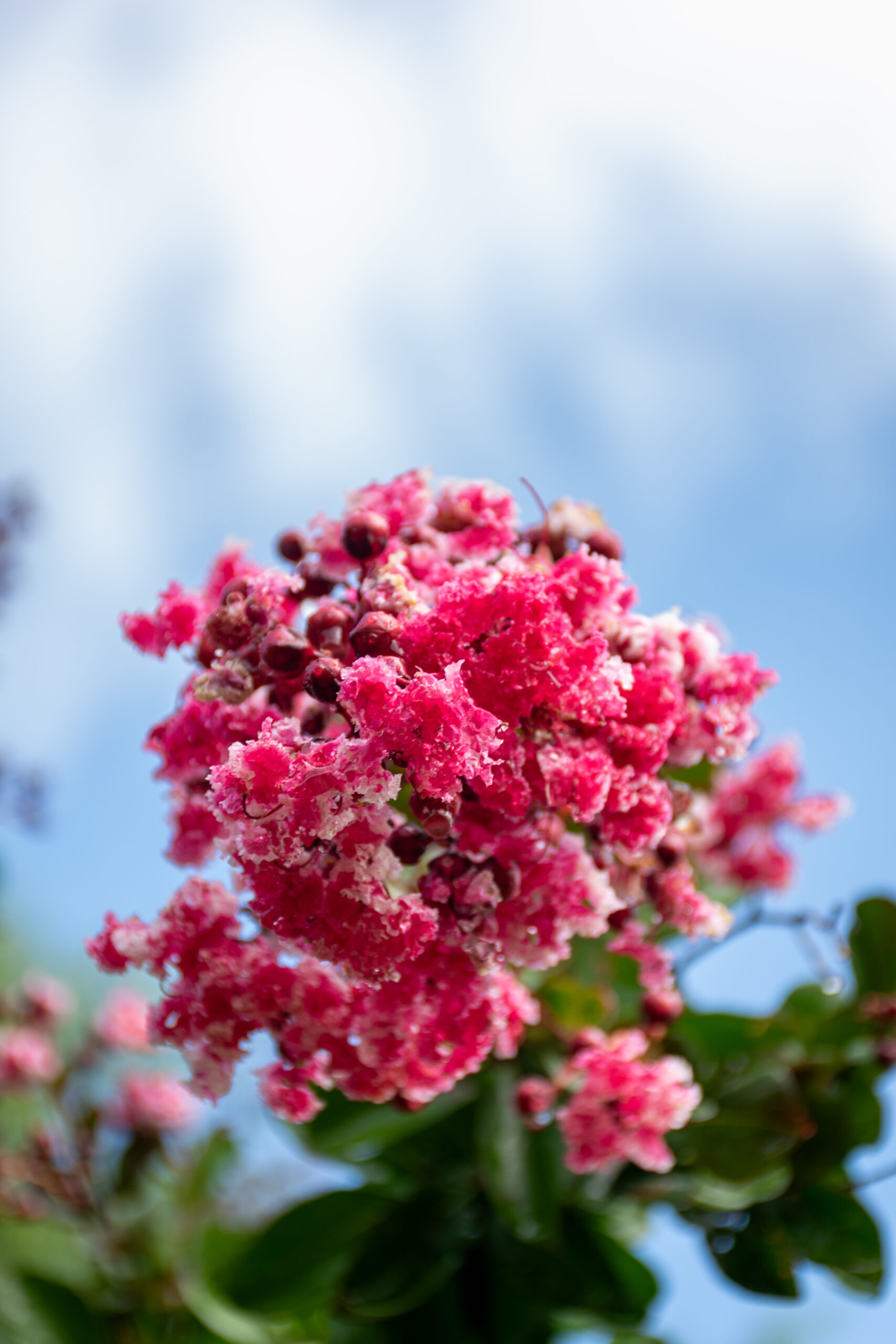 Flower photography composition — pink flowers blooming against a clear blue sky.