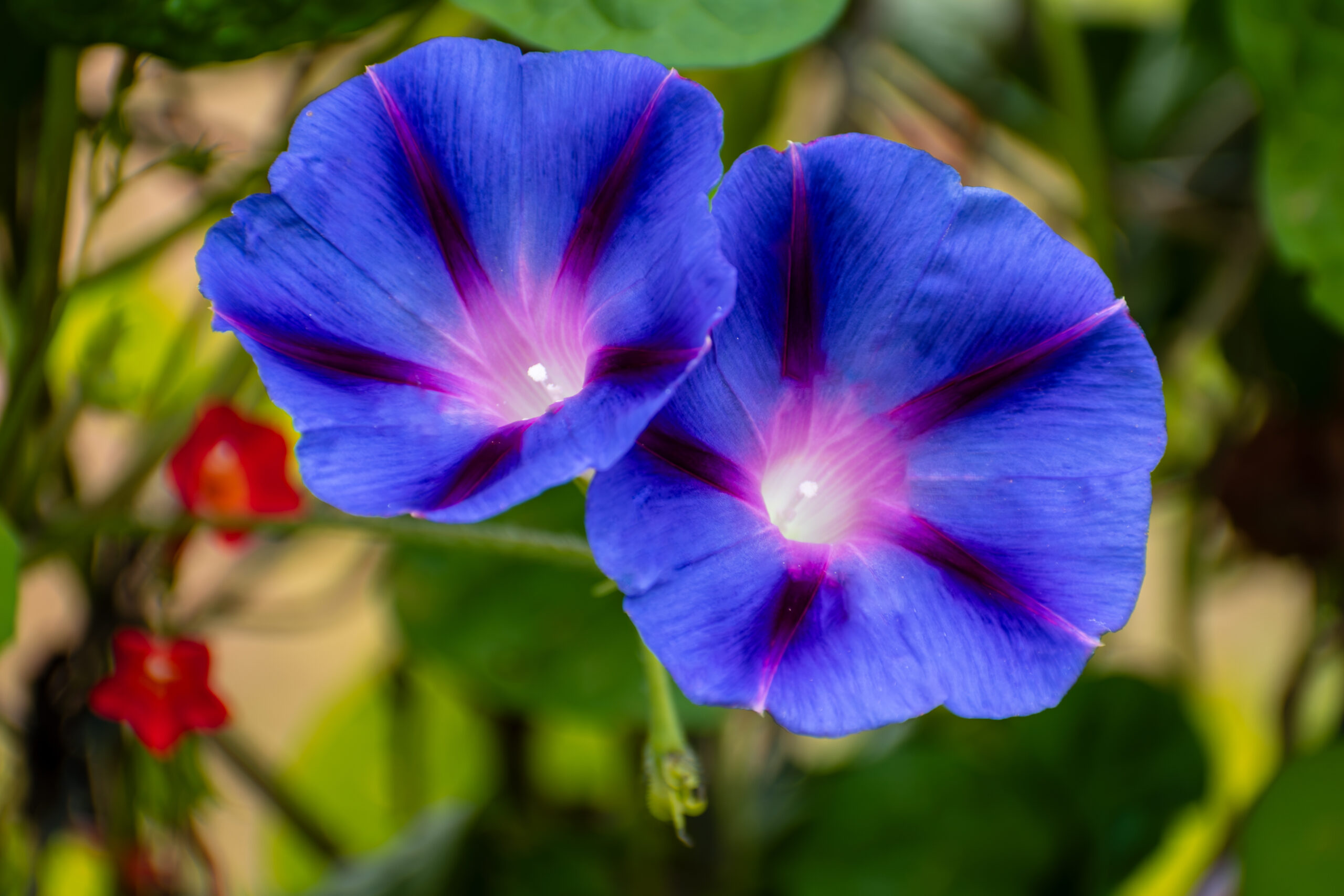 Flower photography subject — two blue morning glory blooms sharing a vine.
