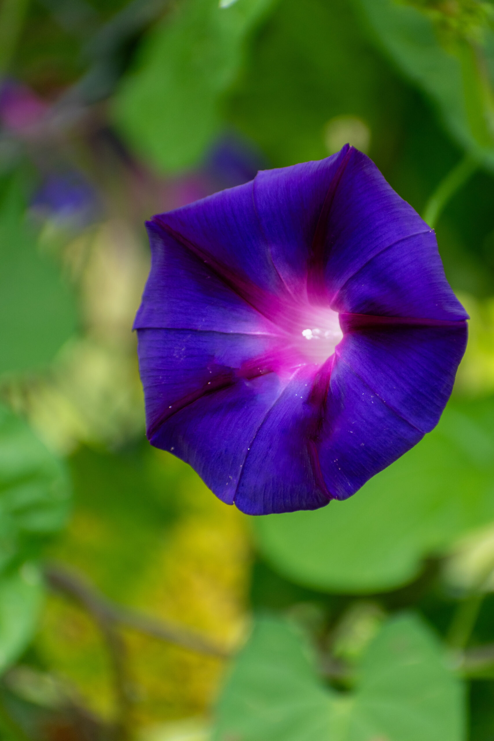 Flower photography detail — a single blue morning glory bloom in soft morning light.